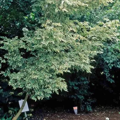 thumbnail for publication: Acer negundo 'Flamingo': 'Flamingo' Boxelder
